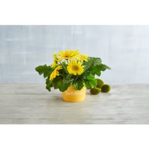 Gerbera Daisy Plant Gift